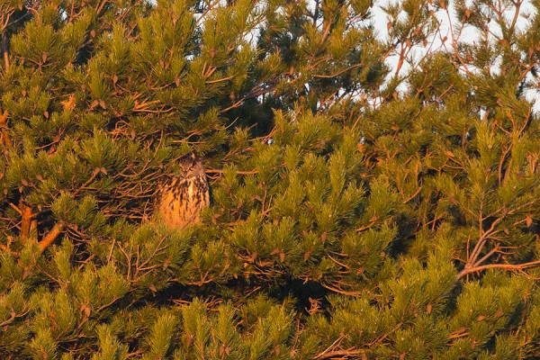 huuhkaja_02_Korppoo_01_13