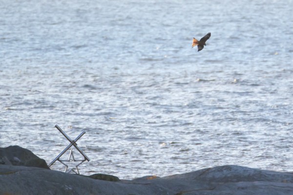 isohaarahaukka_03_Korppoo_01_13