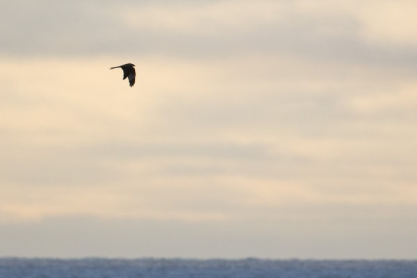 isohaarahaukka_05_Korppoo_01_13