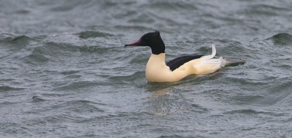 isokoskelo_01_Korppoo_01_13