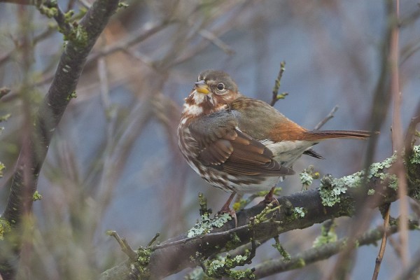 kettusirkku_12_Korppoo_01_13