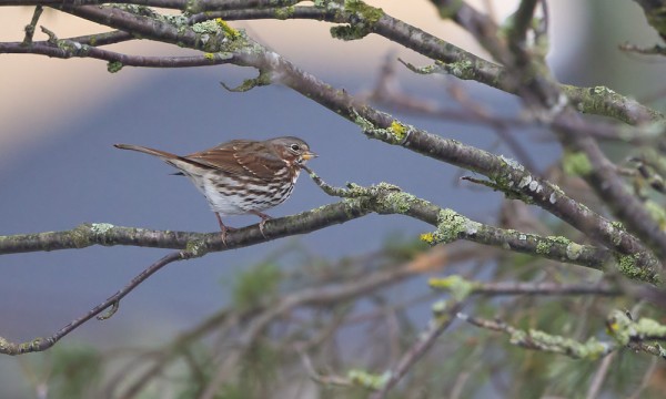 kettusirkku_30_Korppoo_12_12