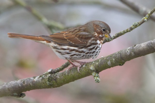 kettusirkku_31_Korppoo_01_13