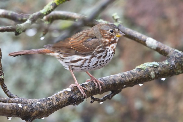 kettusirkku_61_Korppoo_01_13