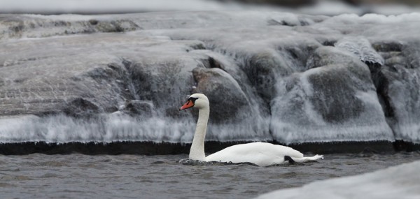 kyhmyjoutsen_02_Korppoo_01_13