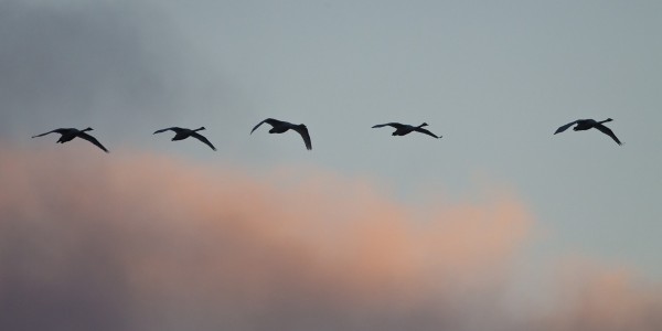 laulujoutsen_01_Korppoo_01_13