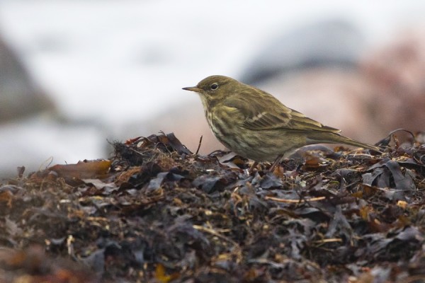 luotokirvinen_04_Korppoo_01_13