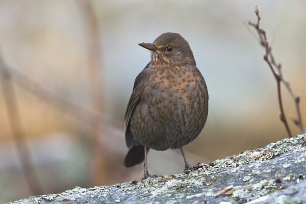 mustarastas_02_Korppoo_01_13