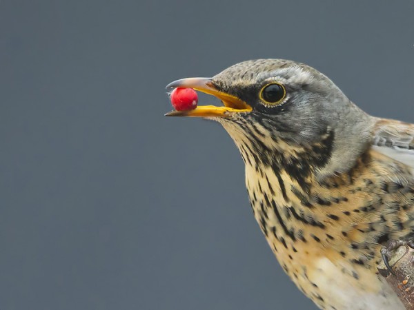 rakattirastas_02_Korppoo_01_13