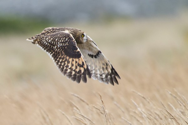 suopollo_21_Korppoo_09_12