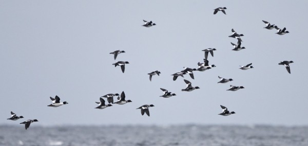 telkka_03_Korppoo_01_13