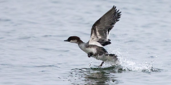 uivelo_02_Korppoo_01_13