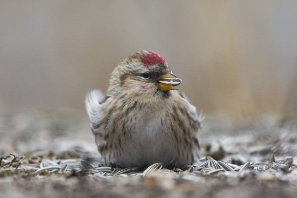 urpiainen_01_Korppoo_01_13