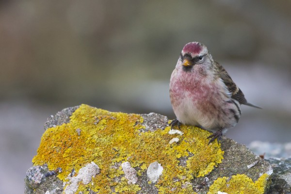 urpiainen_15_Korppoo_01_13