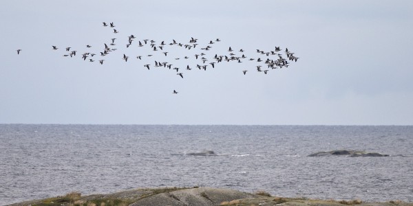 valkoposkihanhi_06_Korppoo_09_12