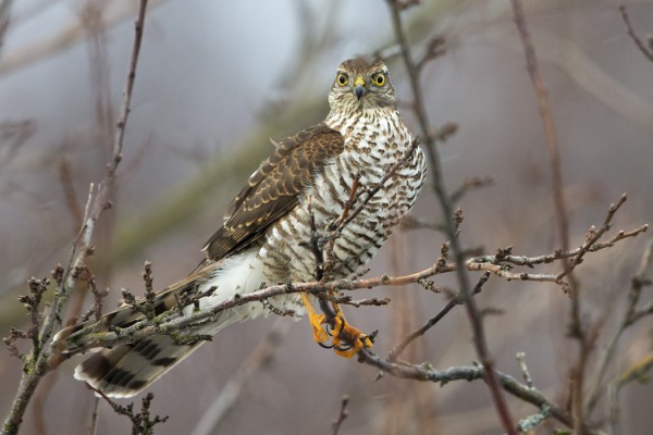 varpushaukka_01_Korppoo_01_13