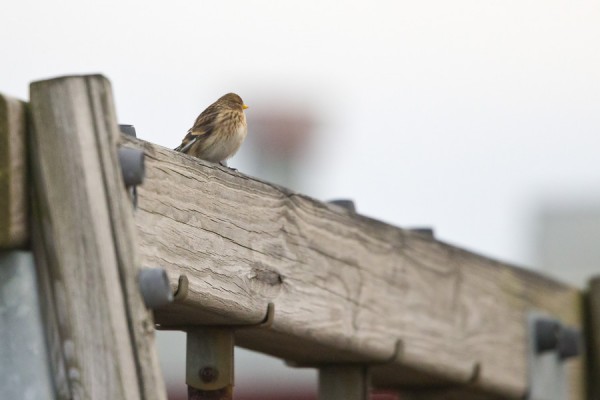 vuorihemppo_01_Korppoo_01_13