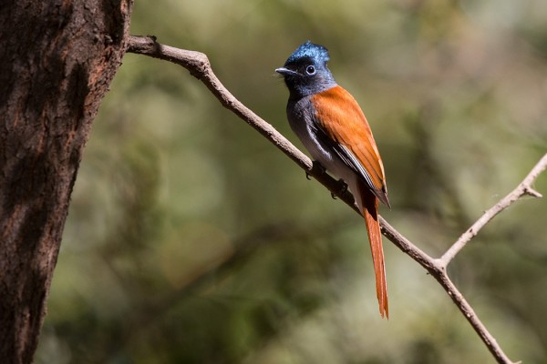 afrikanparatiisimonarkki_01_Oman_13