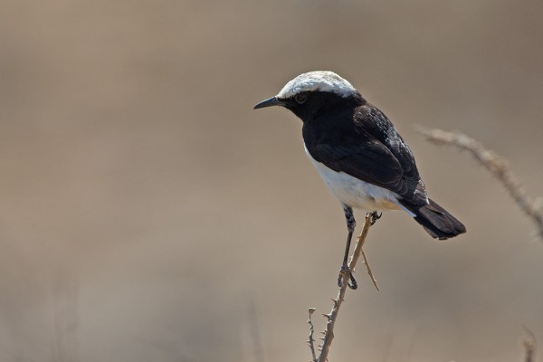 arabiantasku_01_Oman_02_13