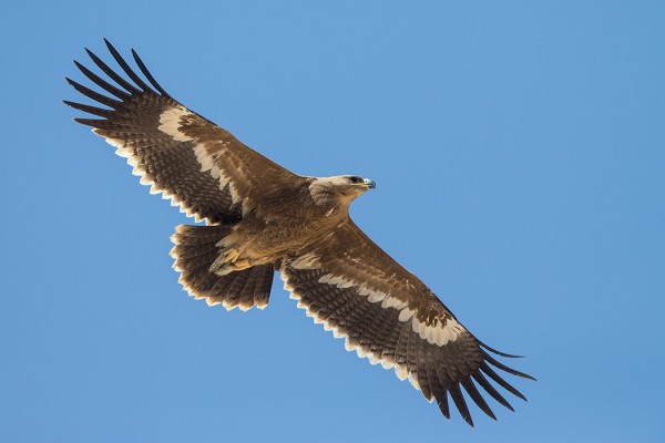 arokotka_01_Oman_02_13