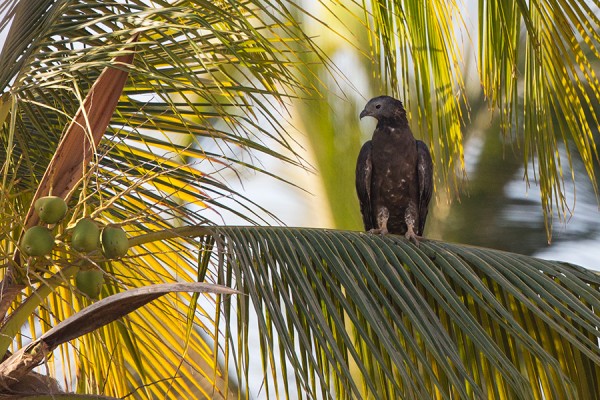 idanmehilaishaukka_01_Oman_02_13