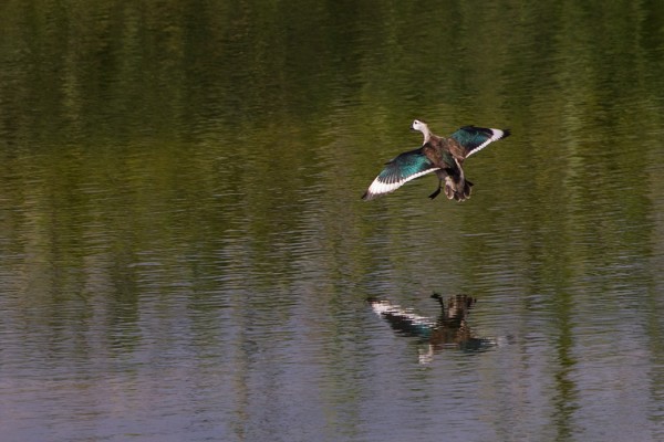 intiankaapiosorsa_01_Oman_02_13