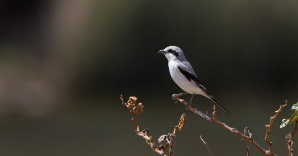 isolepinkainen_pallidirostris_01_Oman_02_13
