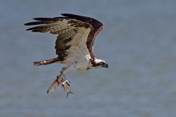 kalasaaski_02_Oman_02_13