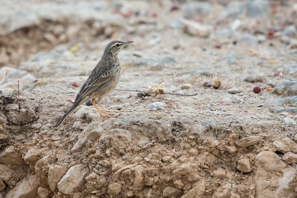 kalliokirvinen_01_Oman_02_13