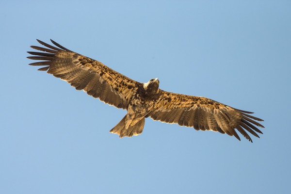 keisarikotka_01_Oman_02_13