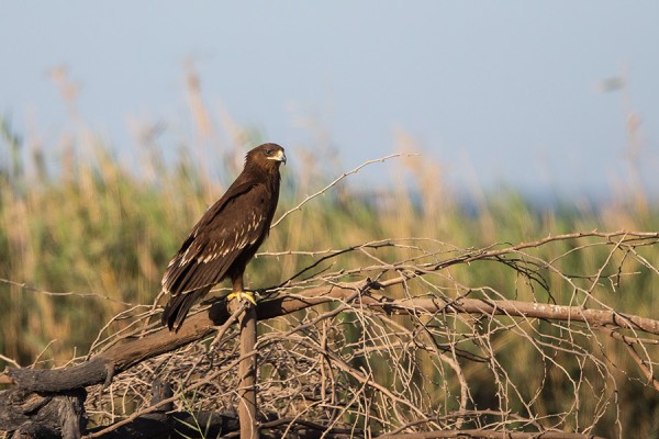 kiljukotka_30_Oman_02_13