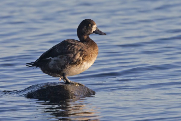 lapasotka_01_Korppoo_02_13