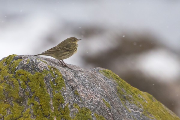 luotokirvinen_10_Korppoo_02_13