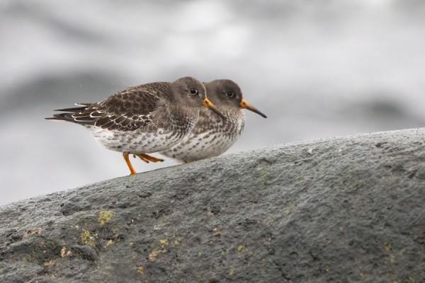 merisirri_04_Korppoo_02_13