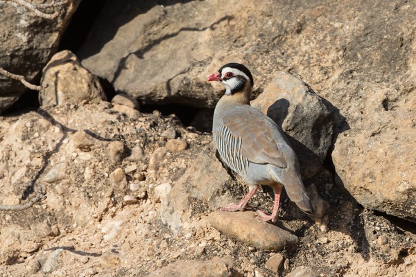 mustalakkipyy_01_Oman_02_13