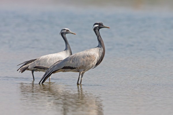 neitokurki_01_Oman_02_13