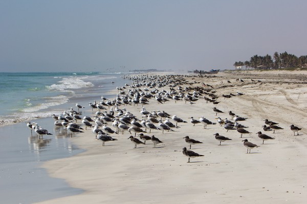 nokilokki_01_Oman_02_13