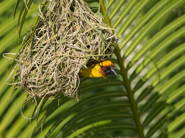 oliivikutoja_01_Oman_02_13