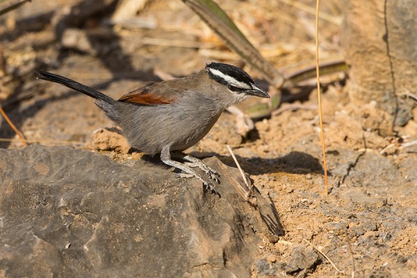 pensaslepinkainen_Oman_02_13