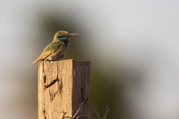 pikkumehilaissyoja_01_Oman_02_13