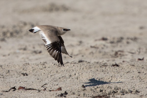 pikkupaaskykahlaaja_01_Oman_02_13