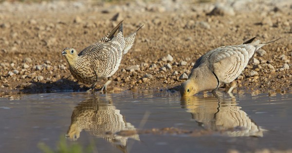 savannihietakyyhky_02_Oman_02_13