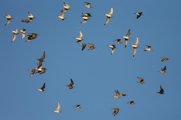 siperiankurmitsa_01_Oman_02_13