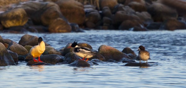 tukkakoskelo_01_Korppoo_01_13