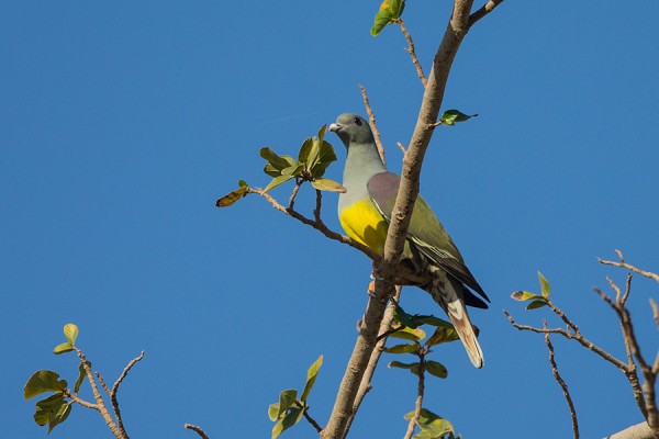 viikunakyyhky_01_Oman_02_13