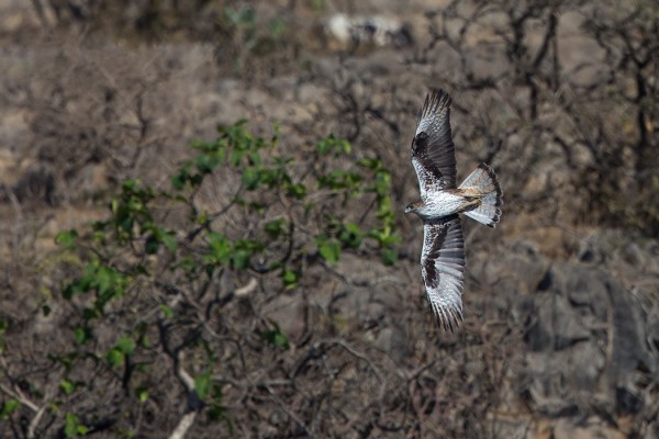 vuorikotka_01_Oman_02_13