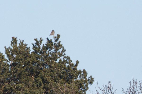 KAUKAA OTETTU DOKUMENTTIKUVA NÖTÖN HIIRIPÖLLÖSTÄ