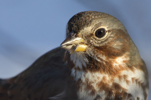 VAIHTEEKSI LÄHIPOTRETTI KETTUSIRKUSTA