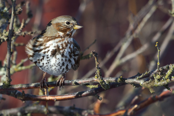 KETTUSIRKKU NÄYTTÄYTYI JÄLLEEN MUUTAMAN KERRAN, LAULUAKIN KUULTIIN