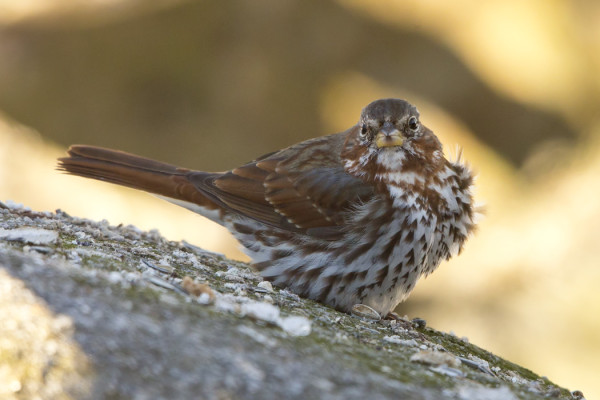 KETTUSIRKKU JATKAA VIELÄ VIERAILUAAN